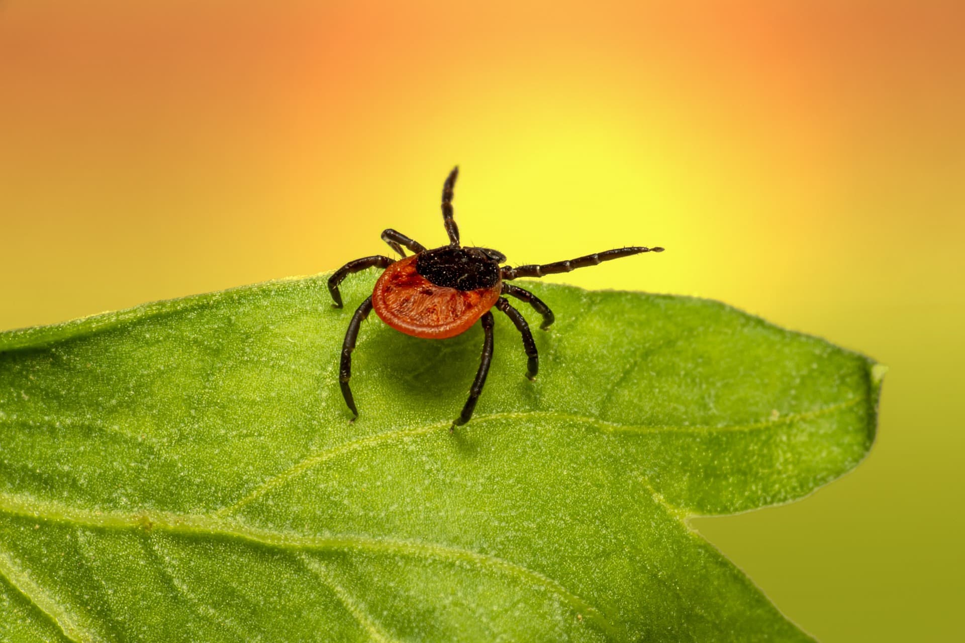 Une autre façon d’aborder la maladie de Lyme